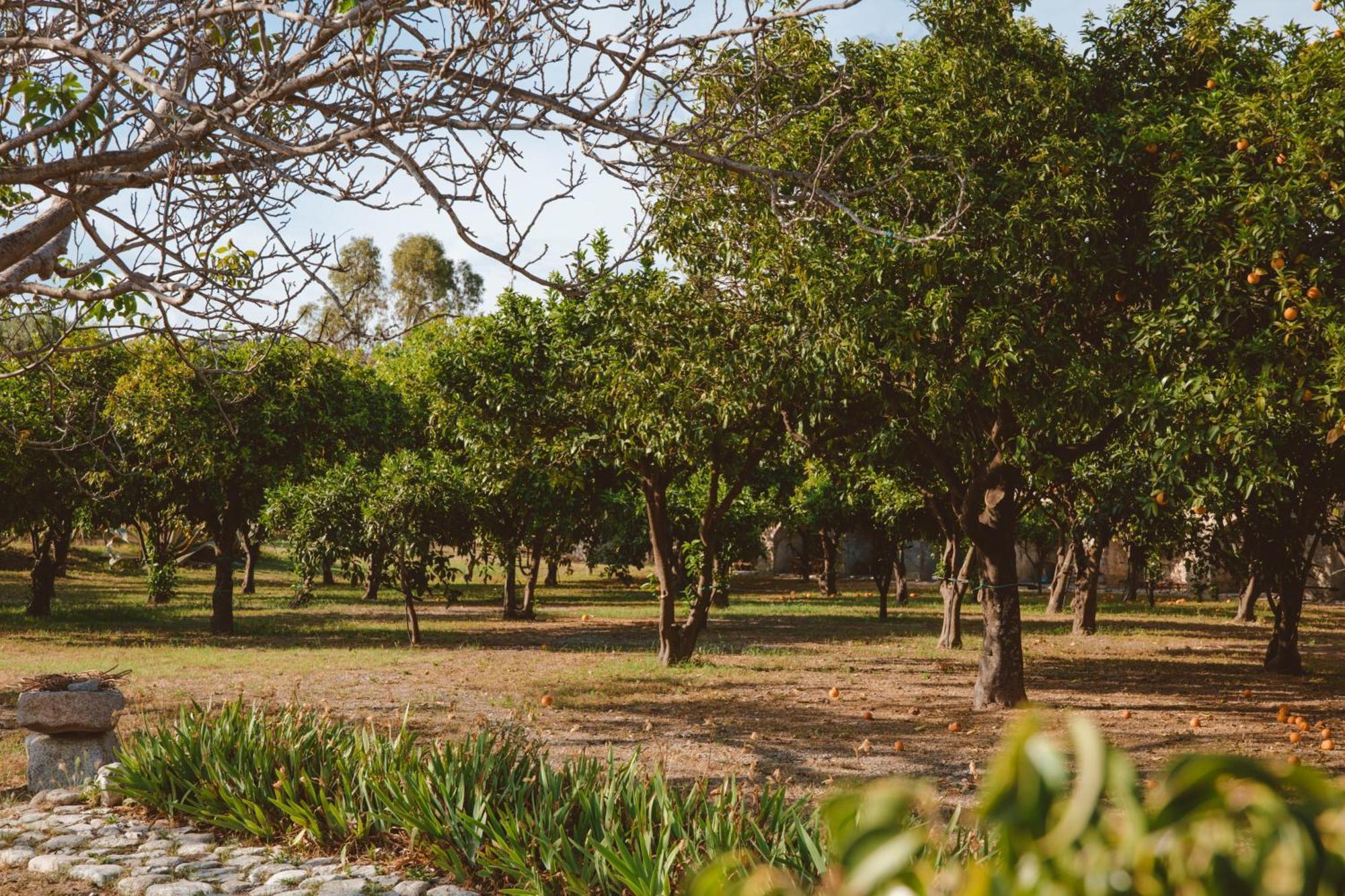 Agriturismo Villa Vittoria Guardavalle Eksteriør billede